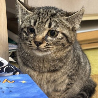 ���킢���ɂ��B�t�����[�����B