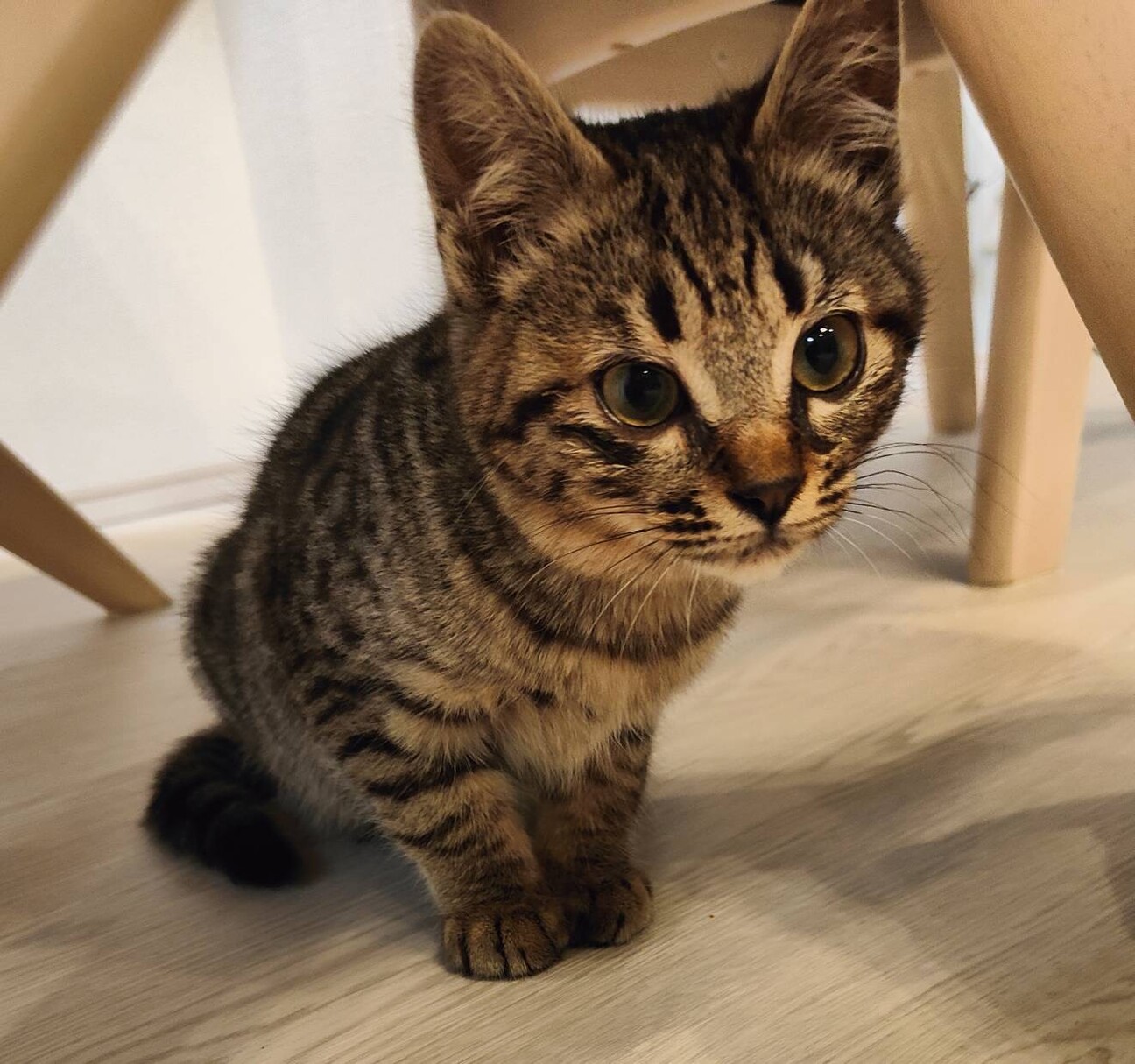 かわいいにゃん。フラワーちゃん。 サムネイル2