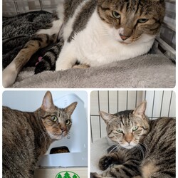 「3匹の医療のご報告」サムネイル1