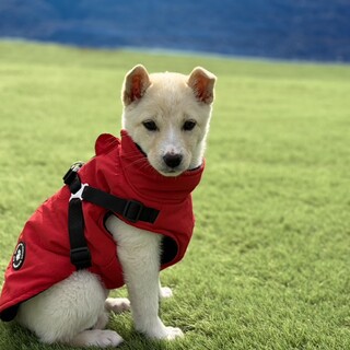 人懐っこいナナちゃん」広島県 - 犬の里親募集(530019) :: ペットの