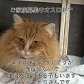 ノルウェージャンフォレストキャット里親募集中　
