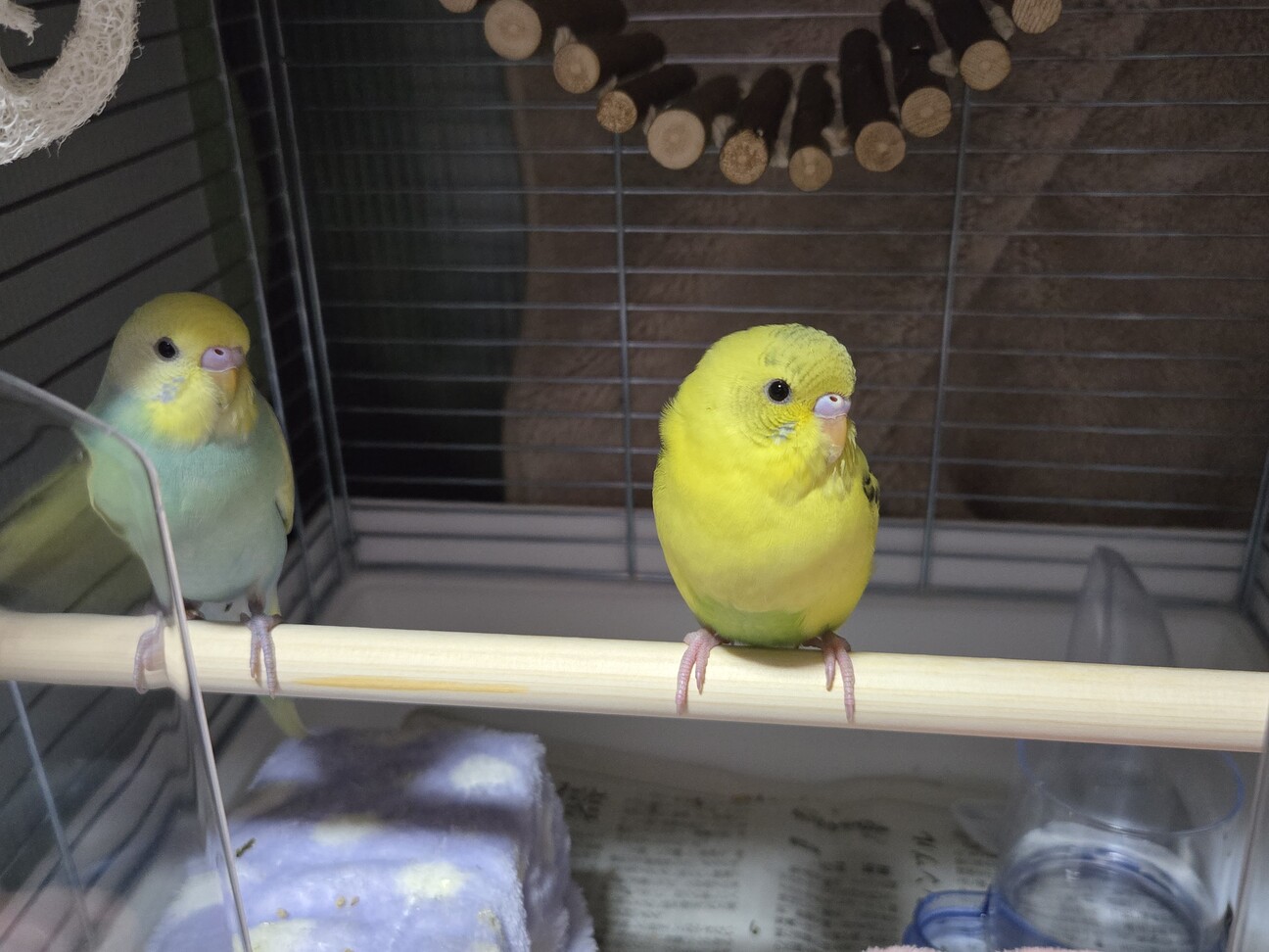 2羽一緒にお迎えして下さ」茨城県 - 鳥の里親募集(536270