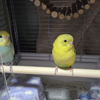 オス 4ヶ月のワンちゃん」茨城県 - 犬の里親募集(531863) :: ペットの