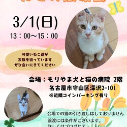 ねこの譲渡会 inもりやま犬と猫の病院