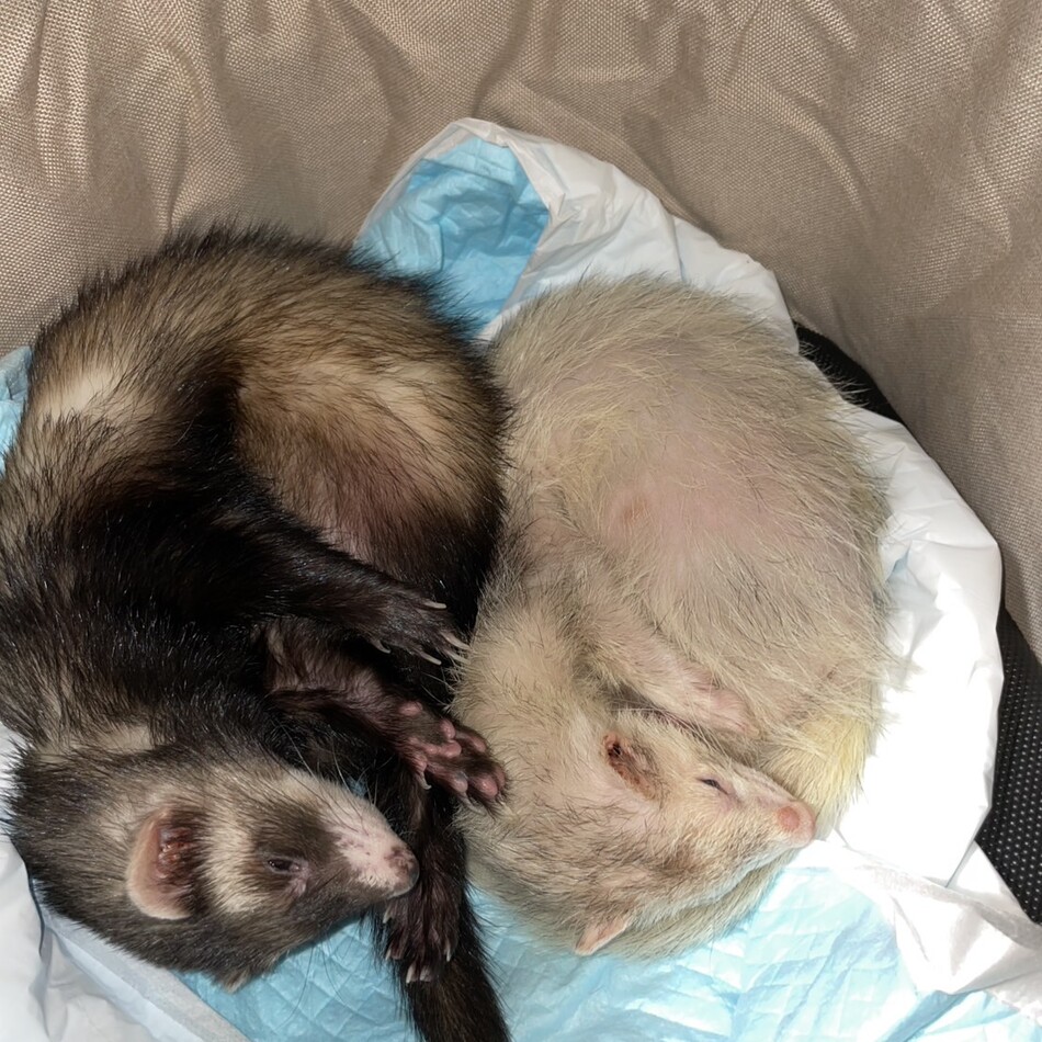 てちのカバー写真