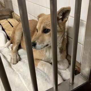 殺処分対象❗️収容期限2/25迄❗️延長なし