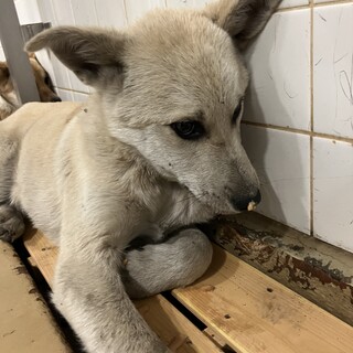 殺処分対象❗️収容期限2/27迄❗️延長なし