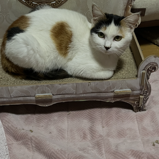 丸顔で可愛い子猫姉妹