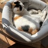 お顔がかわいい白三毛ちゃん サムネイル7
