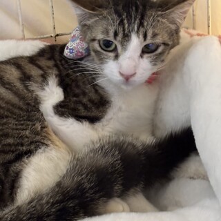 キジ白の女の子　チャミちゃん