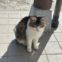 野良猫ちゃん