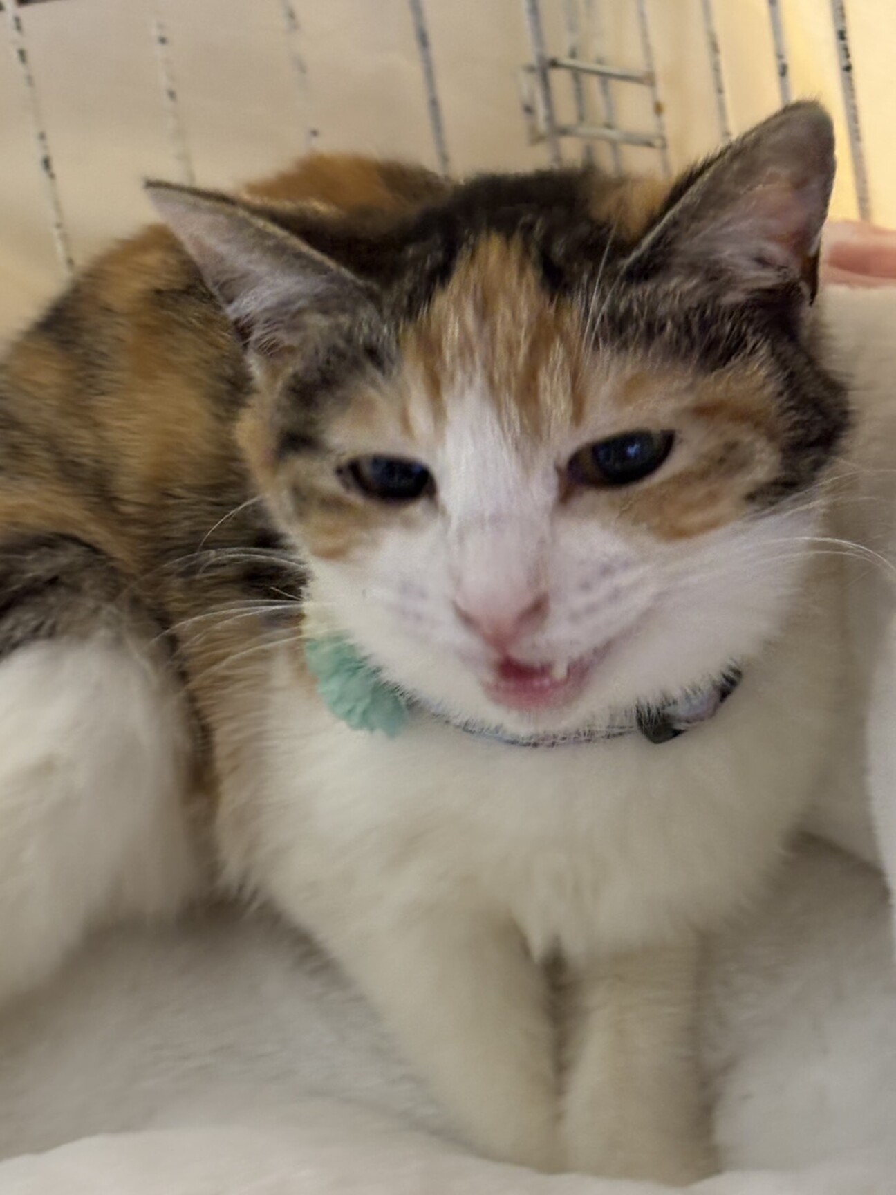 hacodecoさま　三毛猫ちゃん チャーミング三毛☆ミコちゃん」東京都 - 猫の里親募集(536274