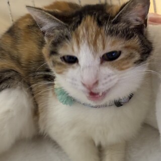 チャーミング三毛☆ミコちゃん