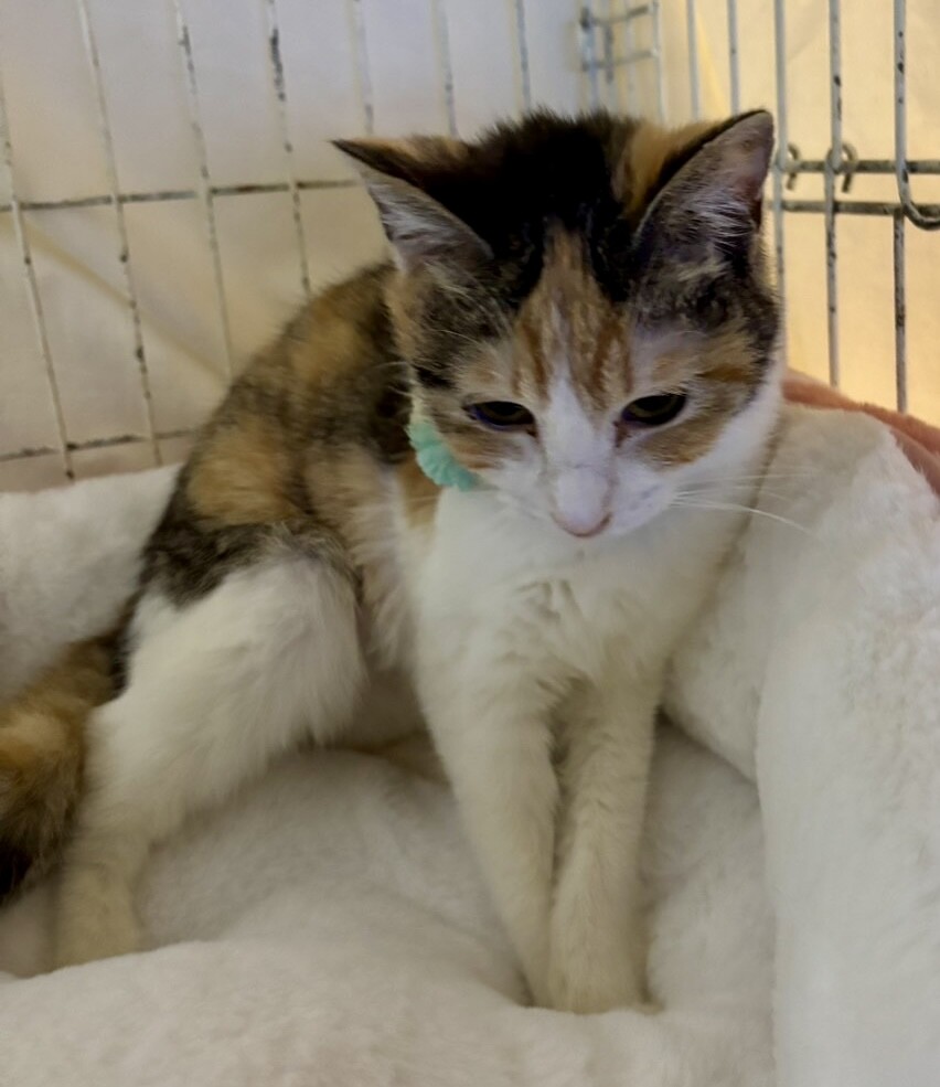 チャーミング三毛☆ミコちゃん サムネイル2