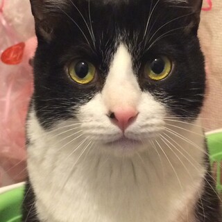 穏やかで人懐っこく飼いやすいハチワレなつめくん♂