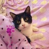 穏やかで人懐っこく飼いやすいハチワレなつめくん♂ サムネイル2