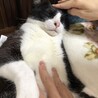 穏やかで人懐っこく飼いやすいハチワレなつめくん♂ サムネイル3