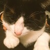 穏やかで人懐っこく飼いやすいハチワレなつめくん♂ サムネイル4