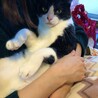 穏やかで人懐っこく飼いやすいハチワレなつめくん♂ サムネイル5