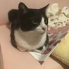 穏やかで人懐っこく飼いやすいハチワレなつめくん♂ サムネイル6