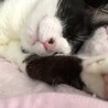 穏やかで人懐っこく飼いやすいハチワレなつめくん♂ サムネイル7