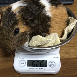 シェルティイングリッシュ♂