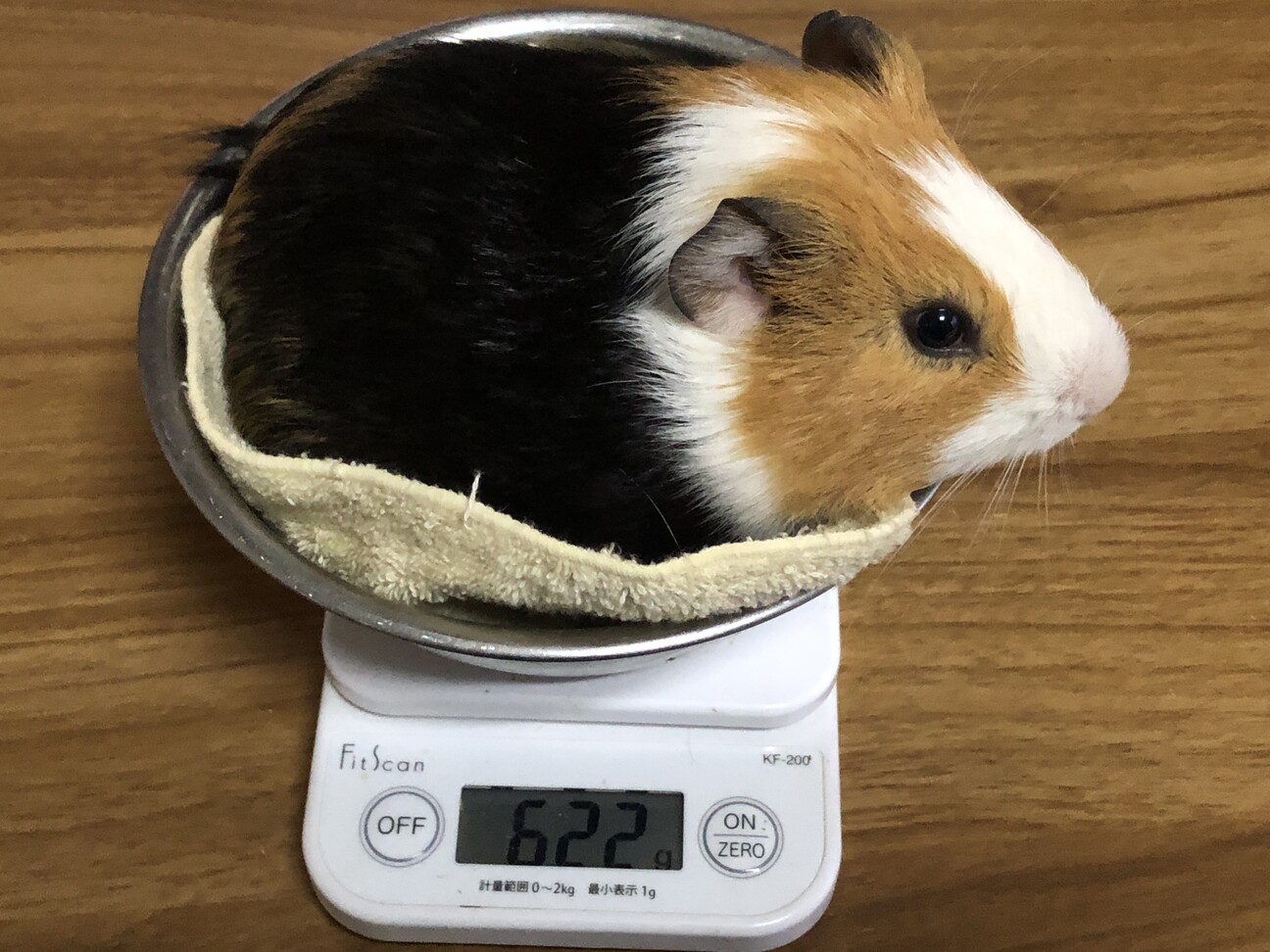 シェルティイングリッシュ♂ サムネイル1