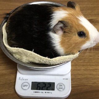 シェルティイングリッシュ♂