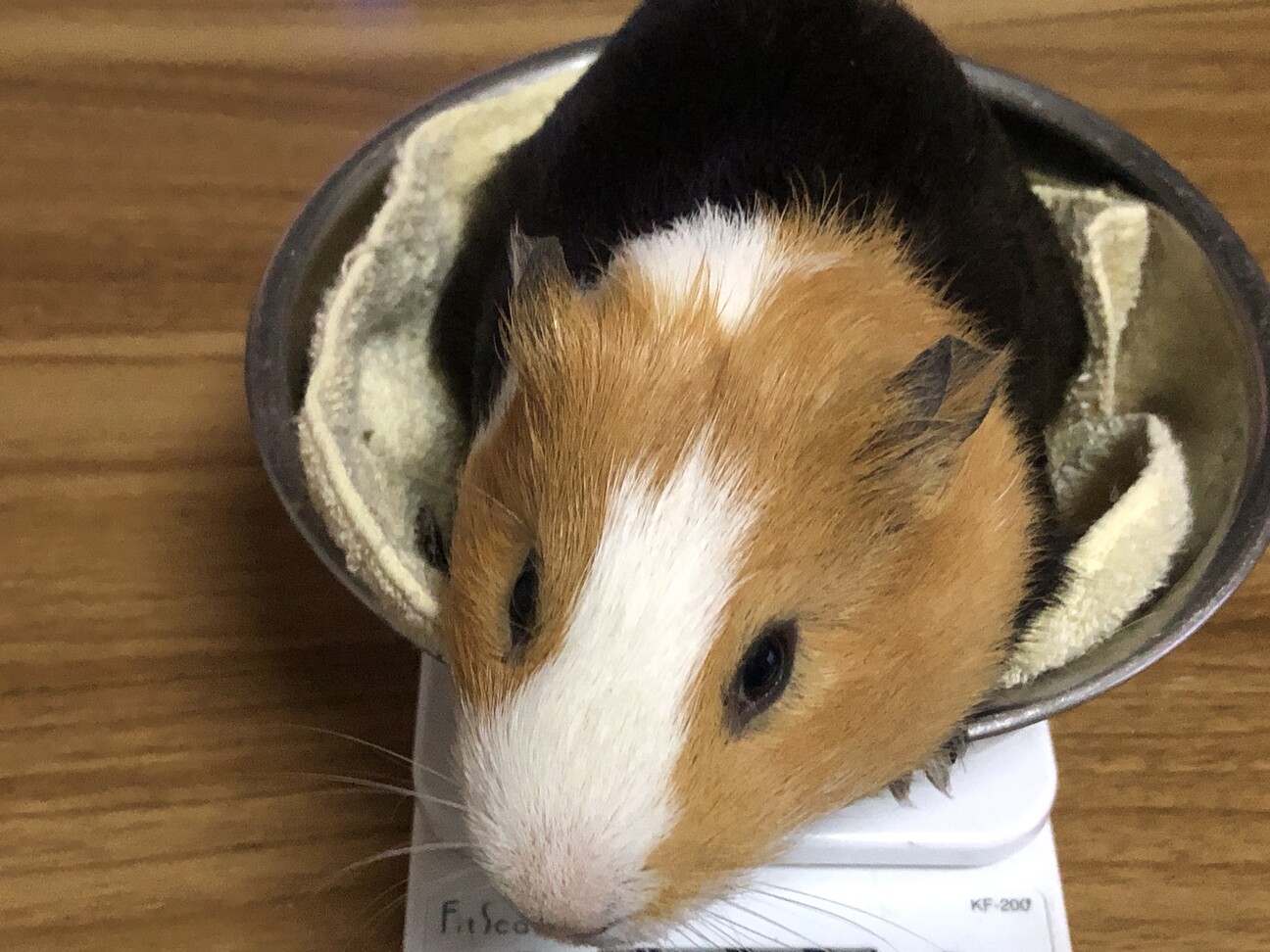 シェルティイングリッシュ♂ サムネイル2