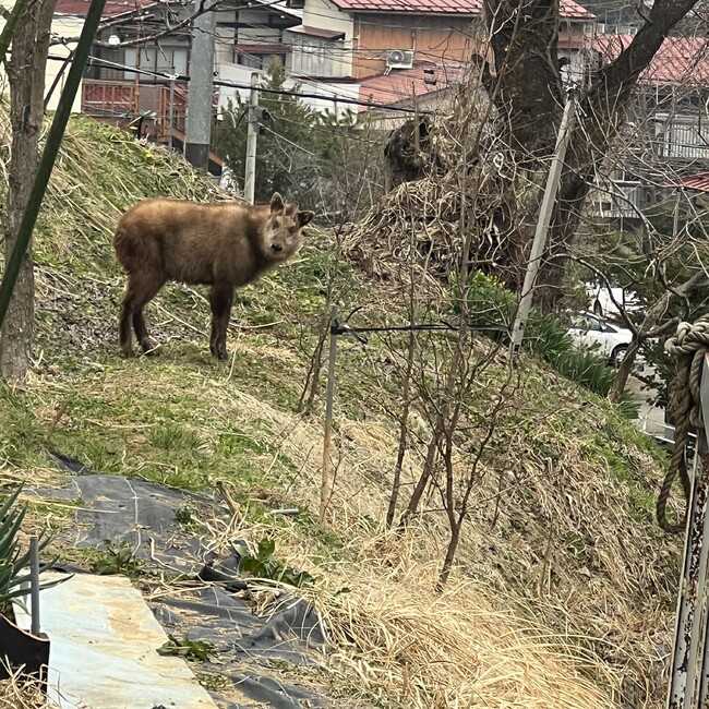 美はぁなのカバー写真