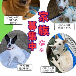 いぬねこ譲渡会 サムネイル2