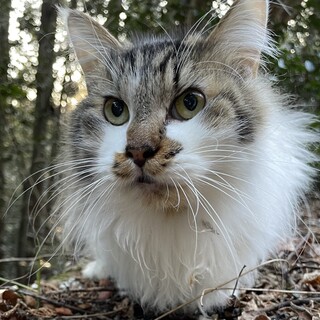 山に捨てられた猫ちゃん