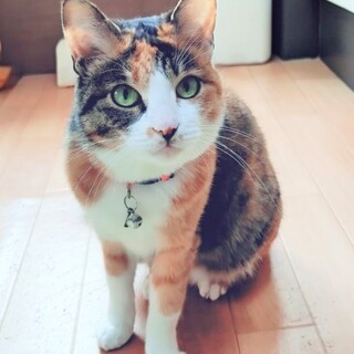 4/19譲渡会】愛情深い三毛猫シルビアちゃん