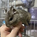 デグー
