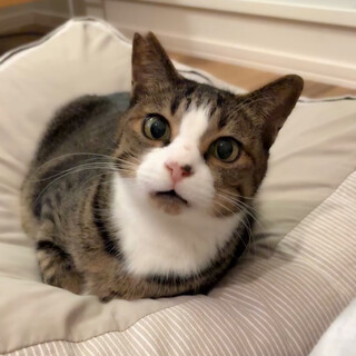 【4/19譲渡会】奄美からきた✨人大好き超甘えん坊