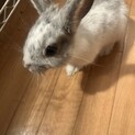 うさぎ ぐぐくん