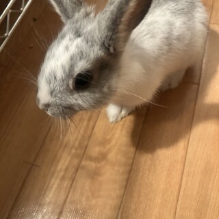 うさぎ ぐぐくん