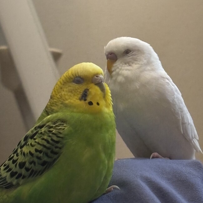 まえはらのカバー写真