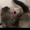 フェレットしろちゃんが
