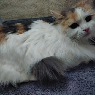 パステル三毛のラグドールふわふわ “ふうか”