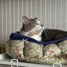 ブリティッシュ似の男の子　穏やかな大人猫 サムネイル3