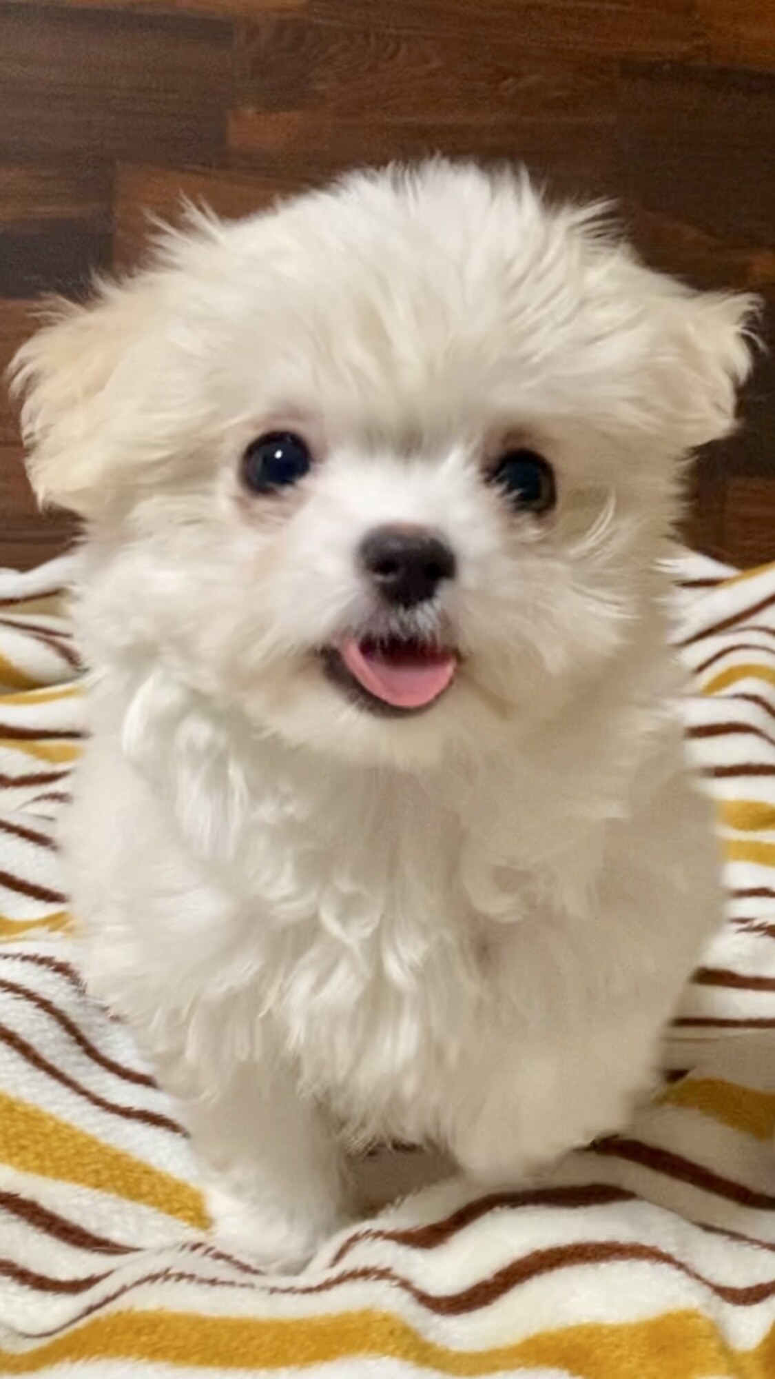 トライアル決定、2/27〜」奈良県 - 犬の里親募集(536285) 1枚目の画像