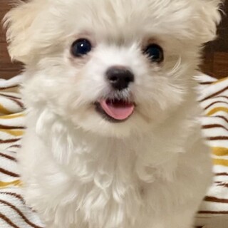 おうち決定！ウユちゃん