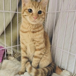 【大阪吹田】ネコの里親会リトル サムネイル2