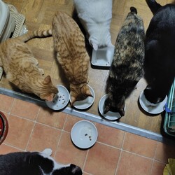 【大阪吹田】ネコの里親会リトル サムネイル3