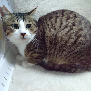 �z���g�͊Â�������g�����h�N