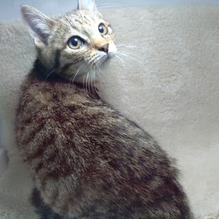 衛門兄弟♡よえもん君の登場だい！