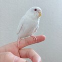 セキセイインコアルビノ