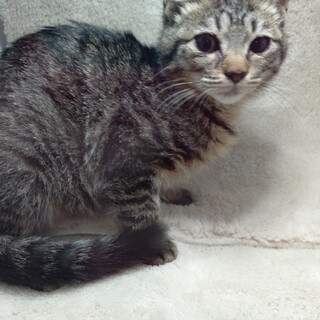 衛門兄弟♡ごえもん様のお通りだい！