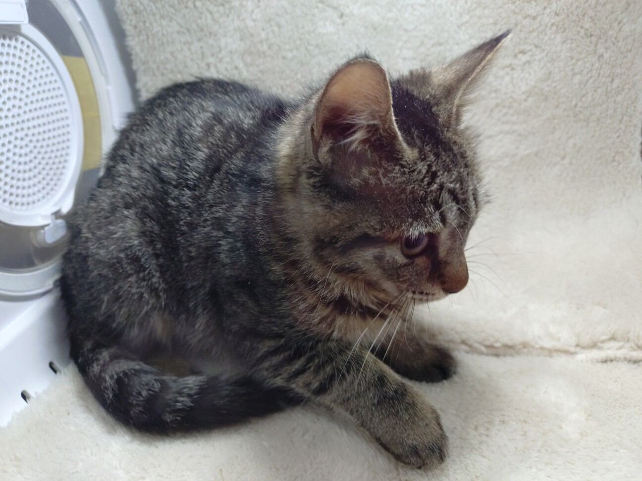 衛門兄弟♡ごえもん様のお通りだい！ サムネイル4